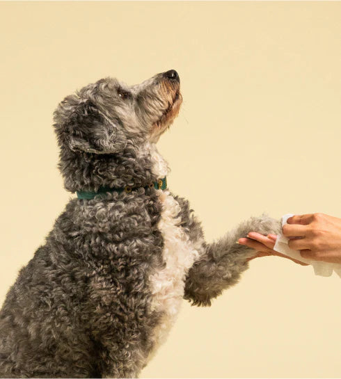 Squeaky – Probiotic Pet Wipes – Scented
