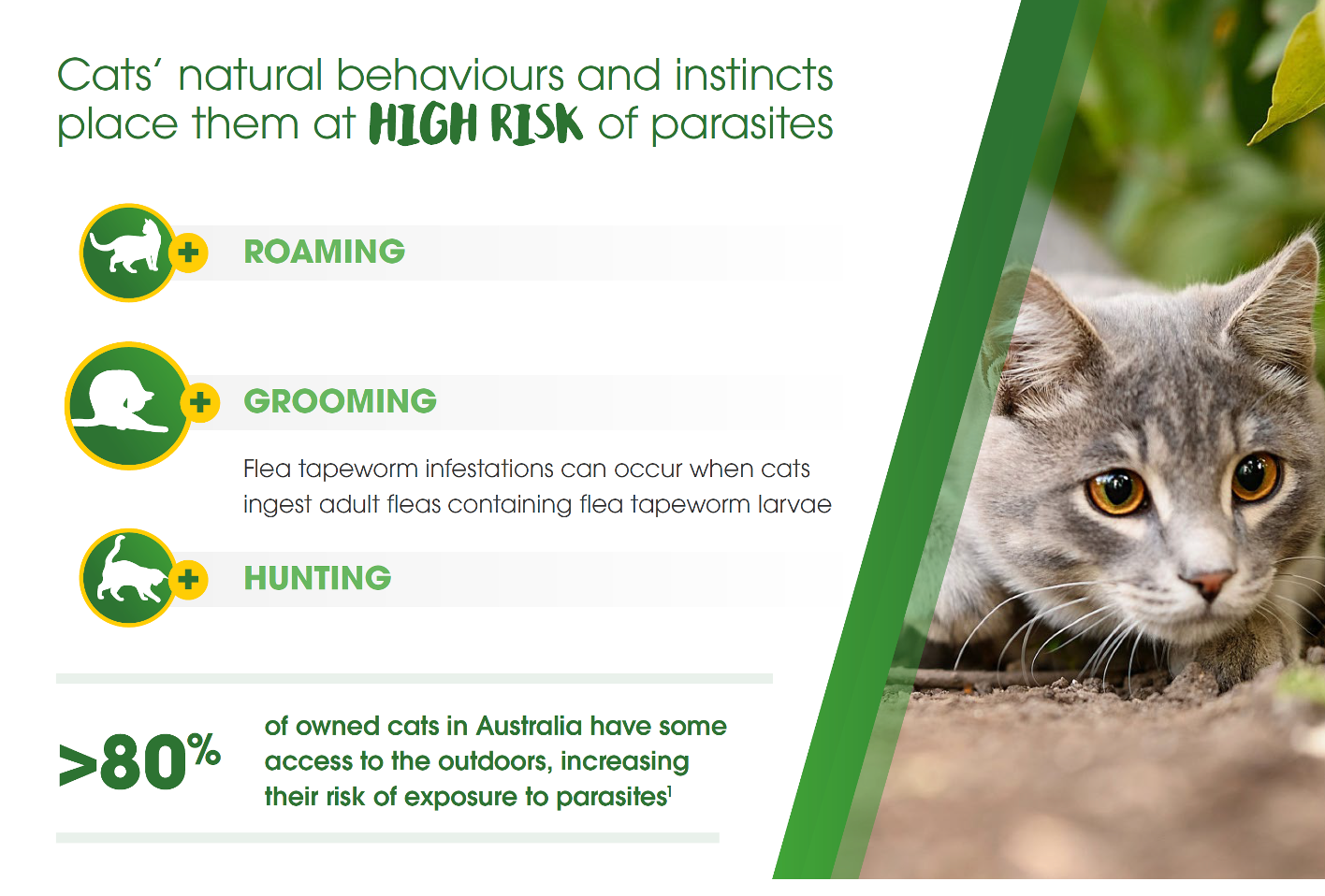 NexGard SPECTRA – Spot-On for Cats 0.8 – 2.4kg