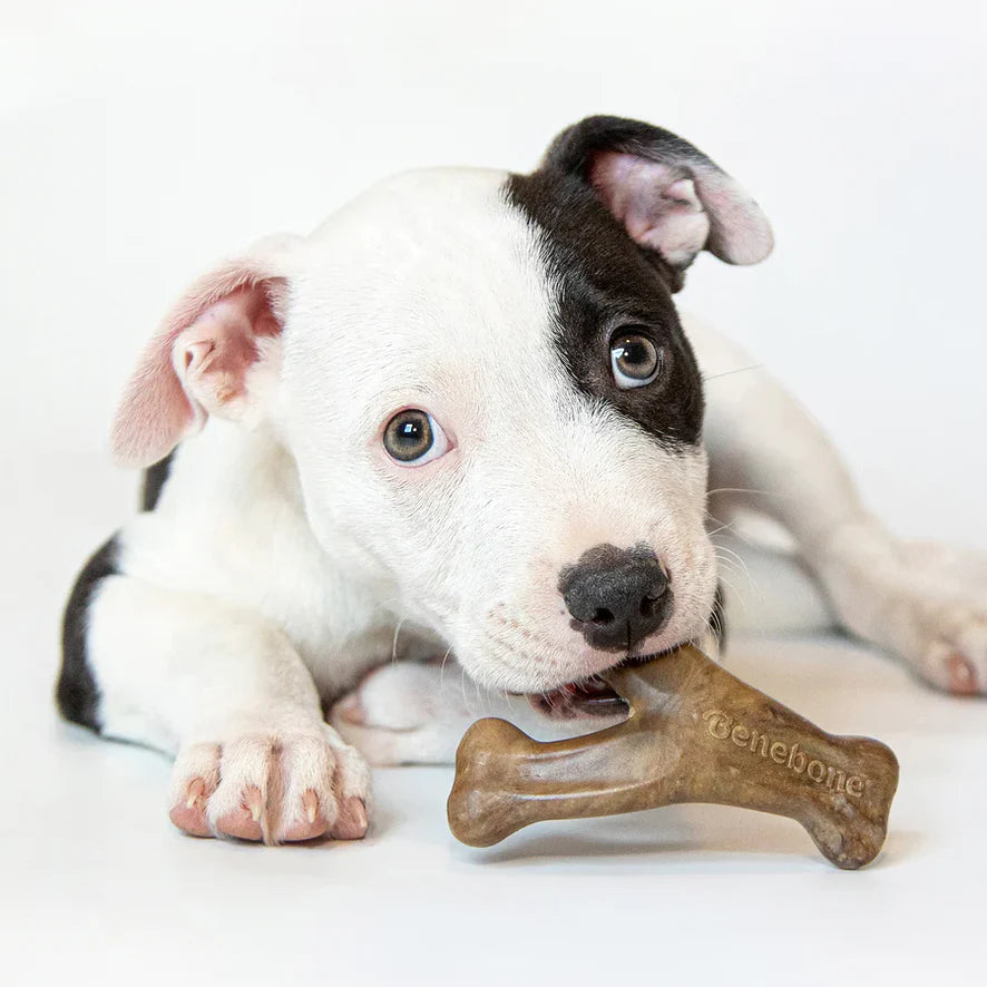 Benebone – Puppy Bacon Wishbone