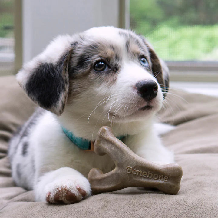 Benebone – Puppy Bacon Wishbone