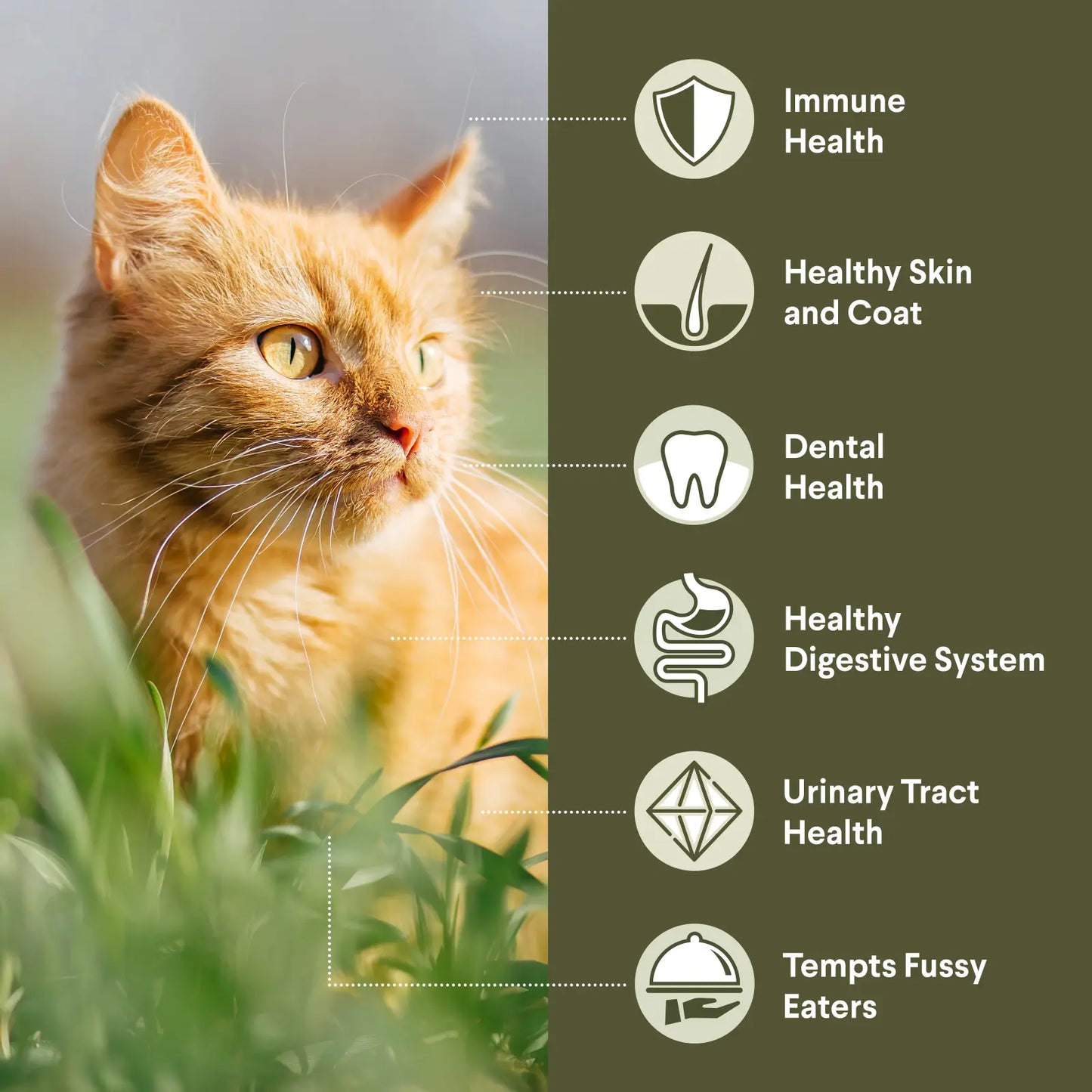 Advance – Adult Cat – Ocean Fish