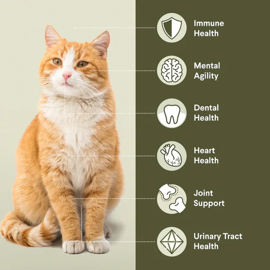 Advance – Adult Cat – Healthy Ageing