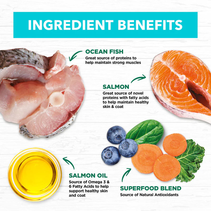 Ivory Coat – Kitten – GRAIN FREE – Ocean Fish & Salmon