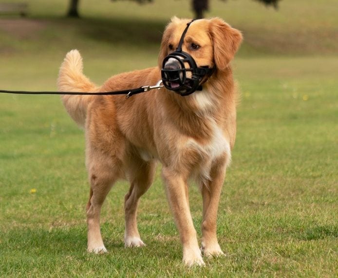 Company of Animals – Baskerville Ultra Muzzle