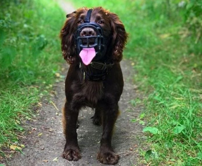 Company of Animals – Baskerville Ultra Muzzle