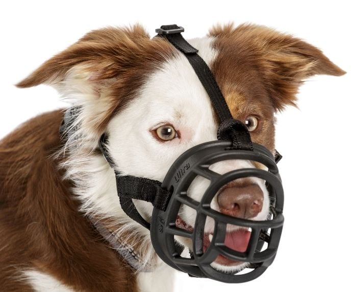 Company of Animals – Baskerville Ultra Muzzle