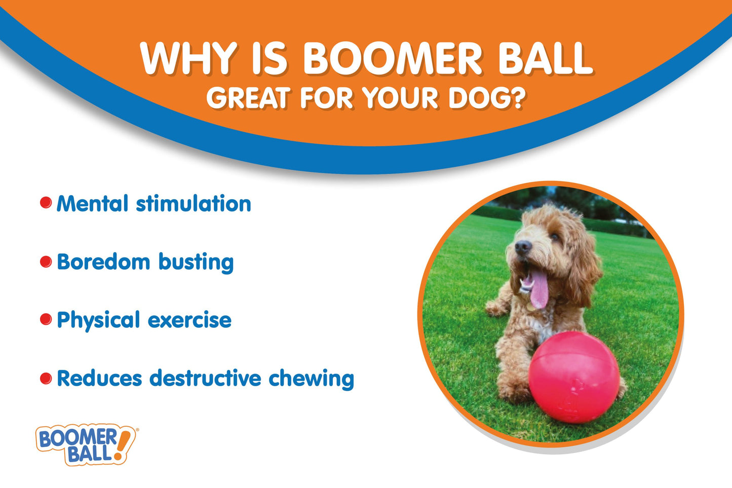 Company of Animals – Boomer Ball