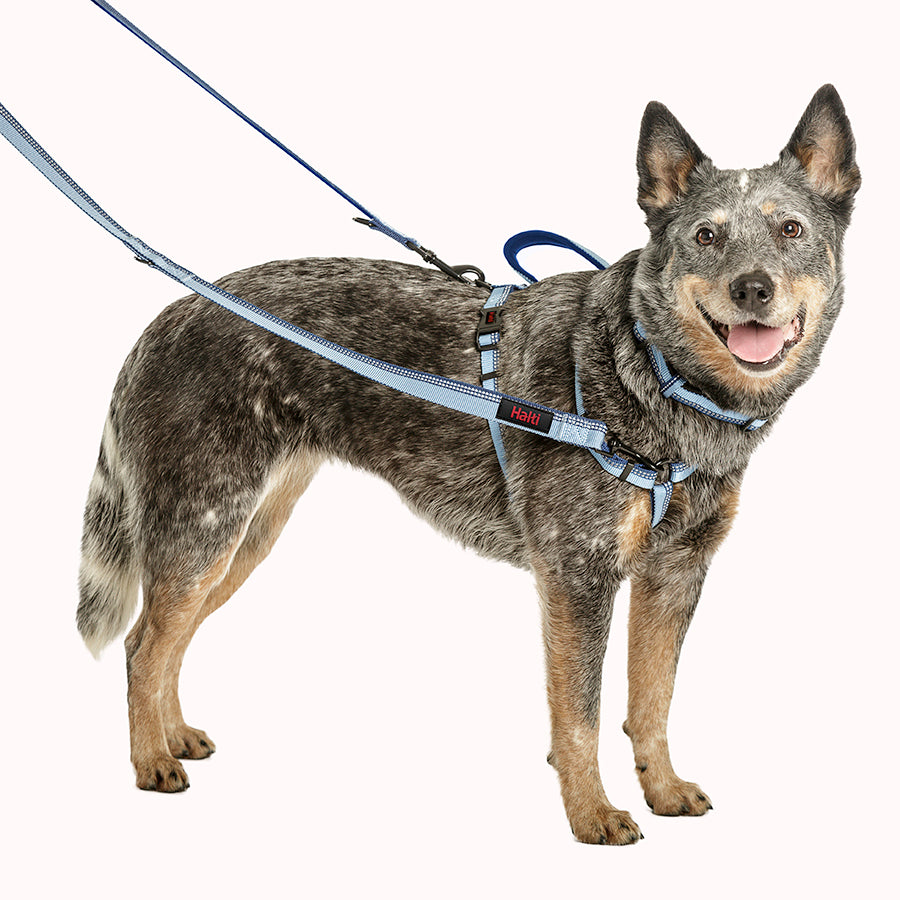 Company of Animals – Halti – Double Ended Lead