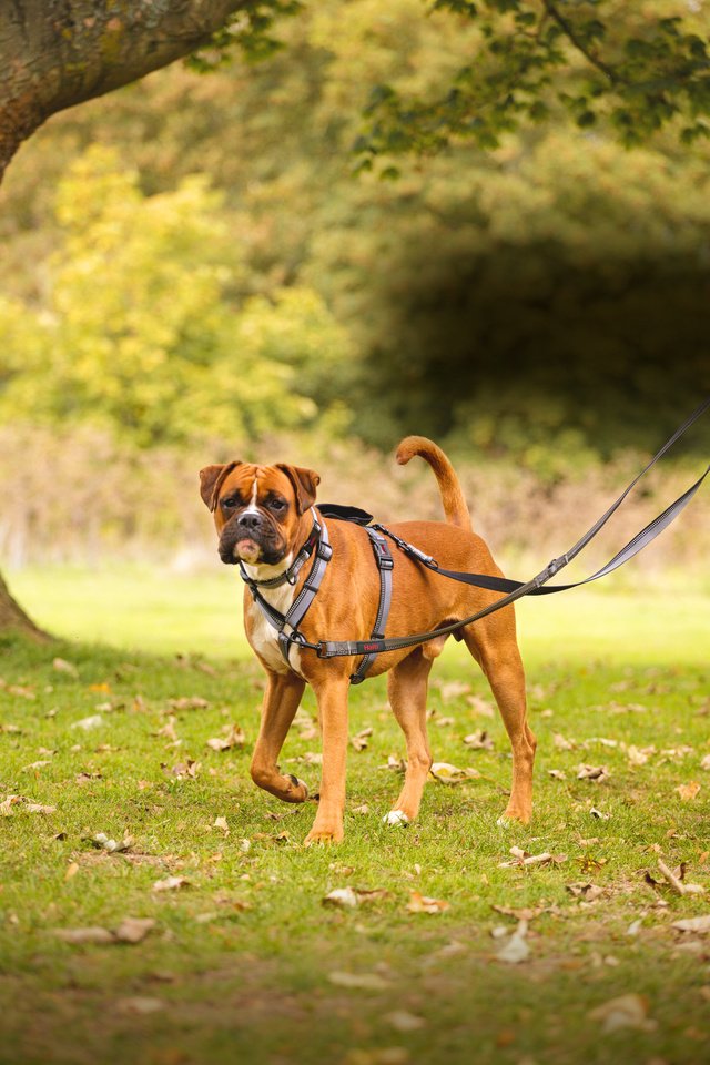 Company of Animals – Halti – Walking Harness