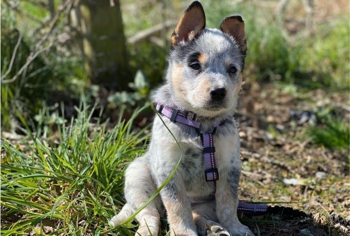Company of Animals – Halti – Walking Harness