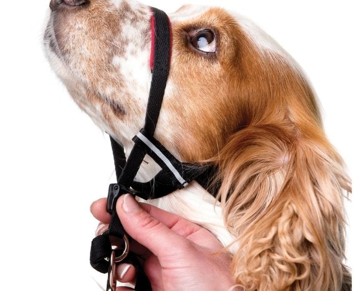 Company of Animals – Halti – Optifit Headcollar