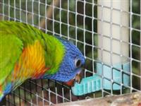 Wombaroo – Lorikeet & Honeyeater Food (Red Enhancer) – SPECIAL ORDER