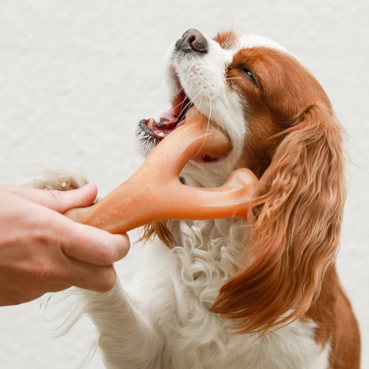 Benebone – Chicken Wishbone