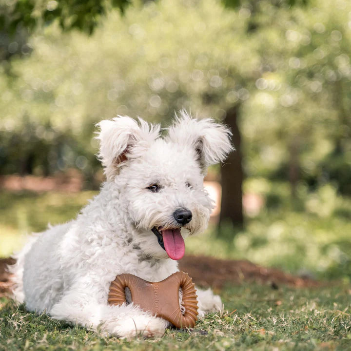 Benebone – Bacon Dental Chew