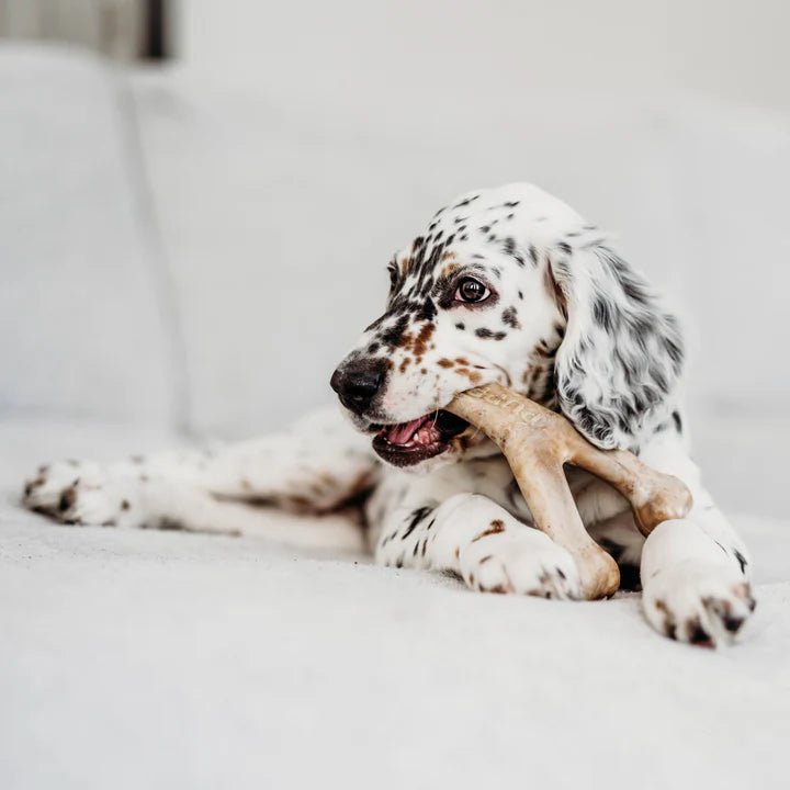 Benebone – Puppy Bacon Wishbone