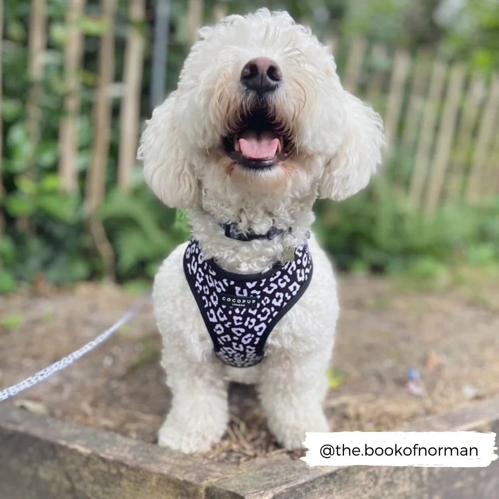 Cocopup London – Adjustable Neck Harness – Black Leopard