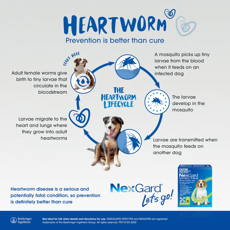 NexGard SPECTRA – Chewables for Dogs