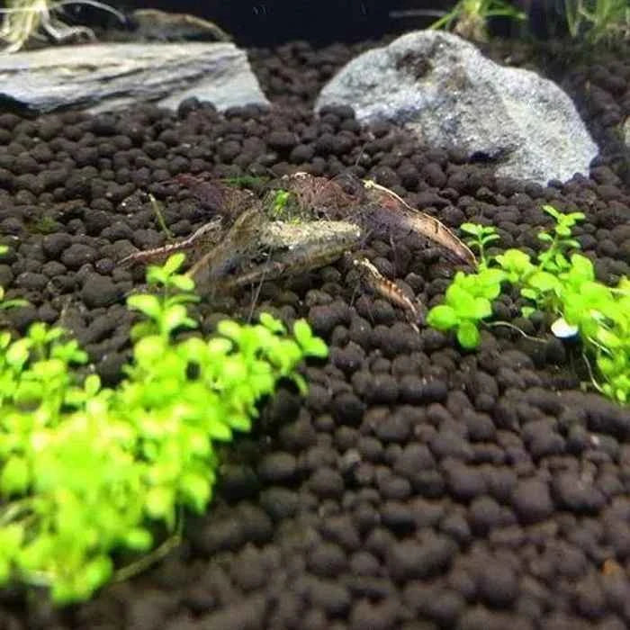 Fluval – Stratum