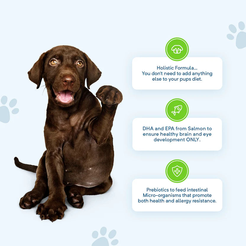 Stay Loyal – Large Breed Puppy – GRAIN FREE