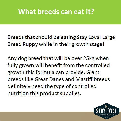 Stay Loyal – Large Breed Puppy – GRAIN FREE
