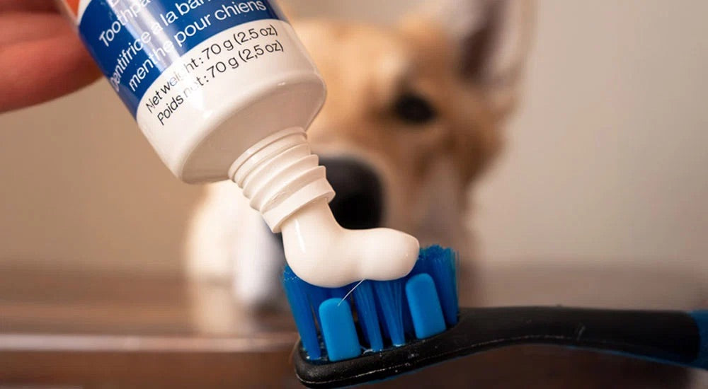 Paw Ready – BrushMate – Enzymatic Toothpaste