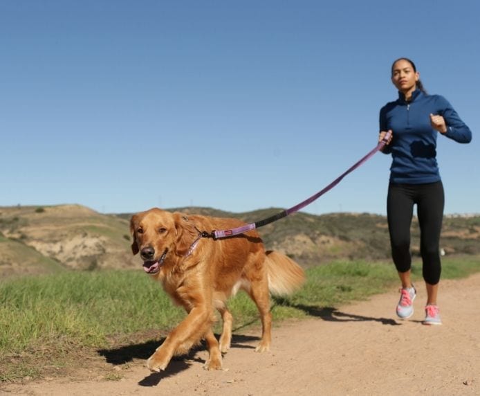 Company of Animals – Halti – Active Lead