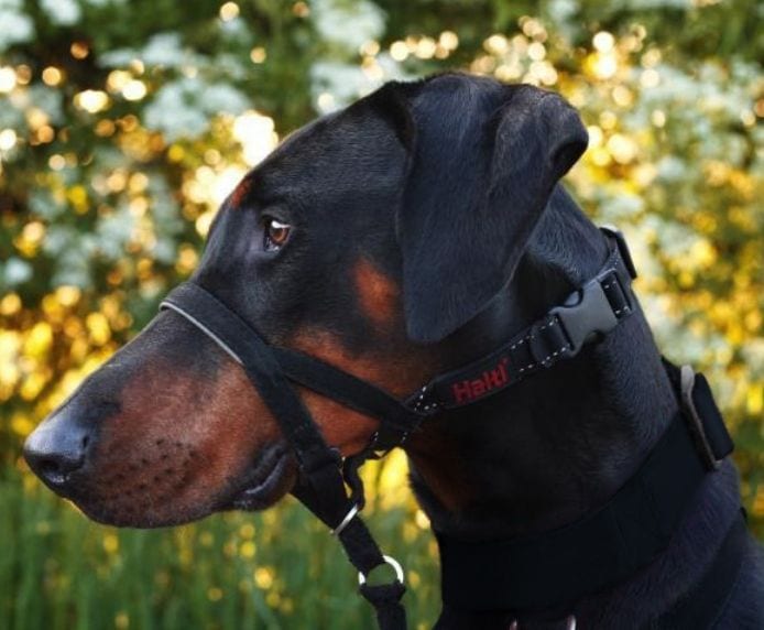 Company of Animals – Halti – Headcollar
