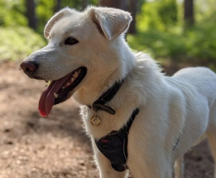 Company of Animals – Halti - No Pull Harness