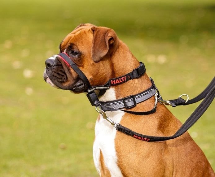 Company of Animals – Halti – Optifit Headcollar