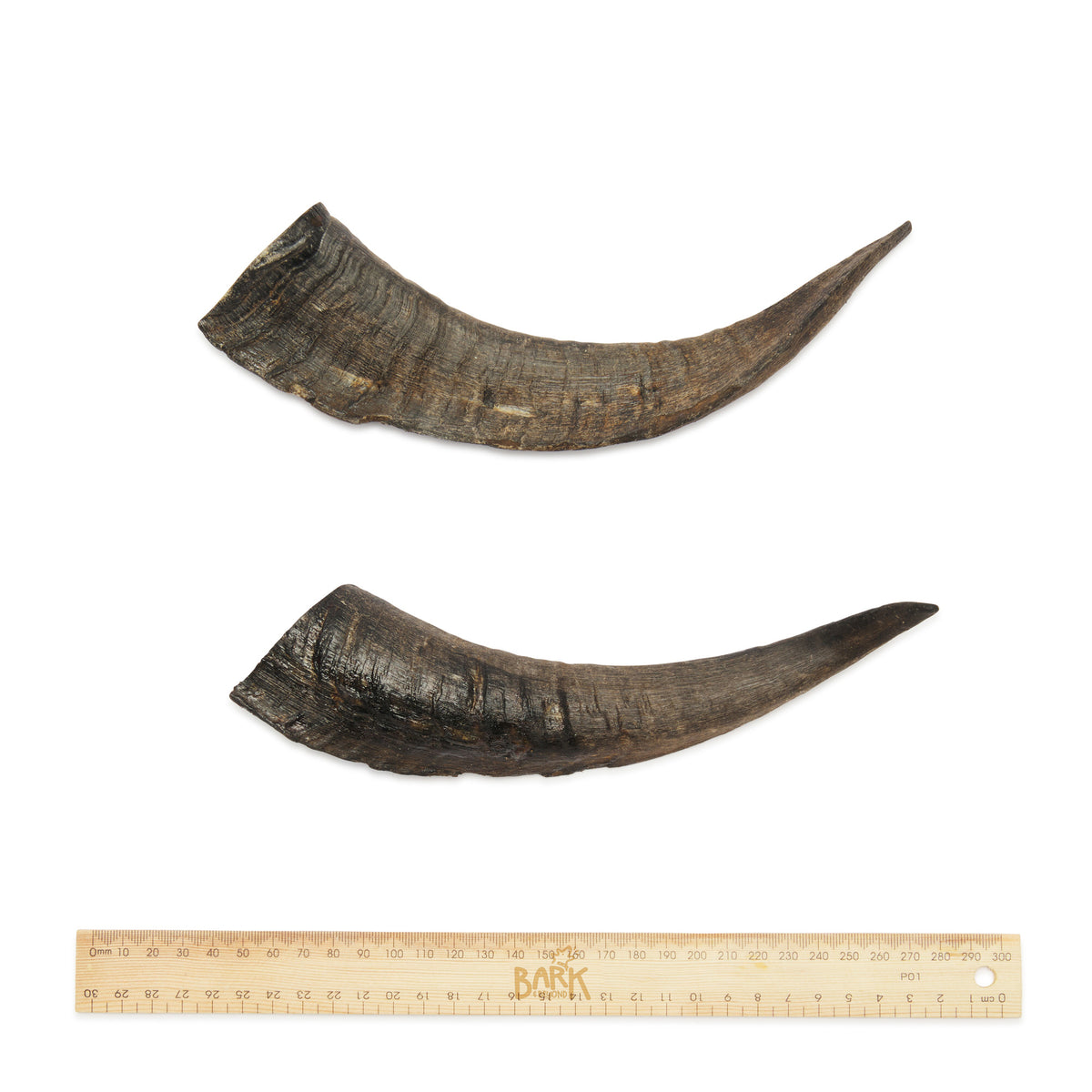 Bark & Beyond – Goat Horn - Barkn Bargains