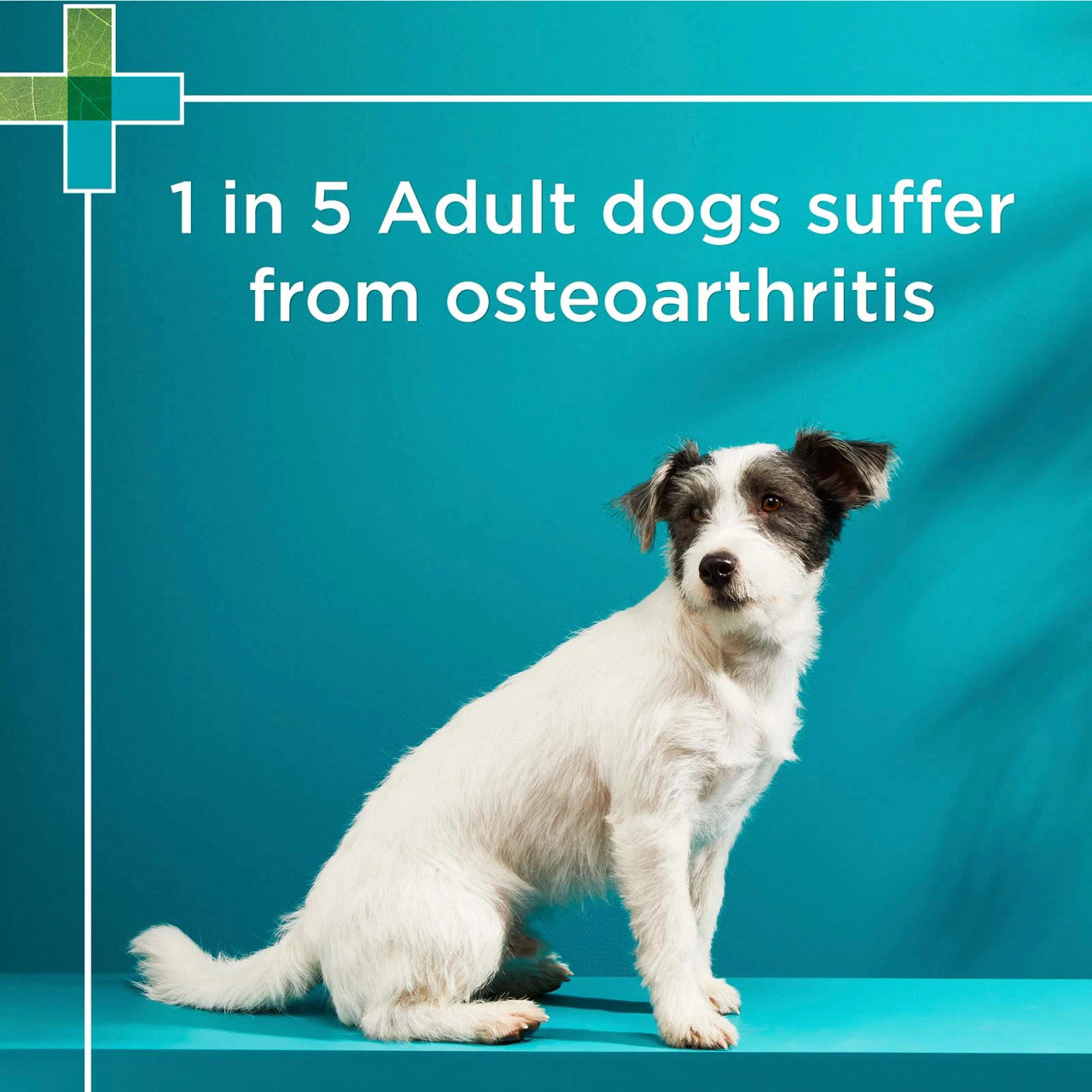 PAW by Blackmores OsteoCare® Joint Protect Chews