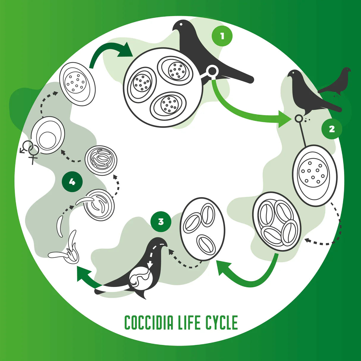 Vetafarm – Coccivet – Birds