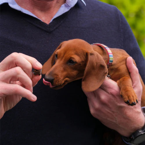 ZamiPet – Best Start Puppy Multi