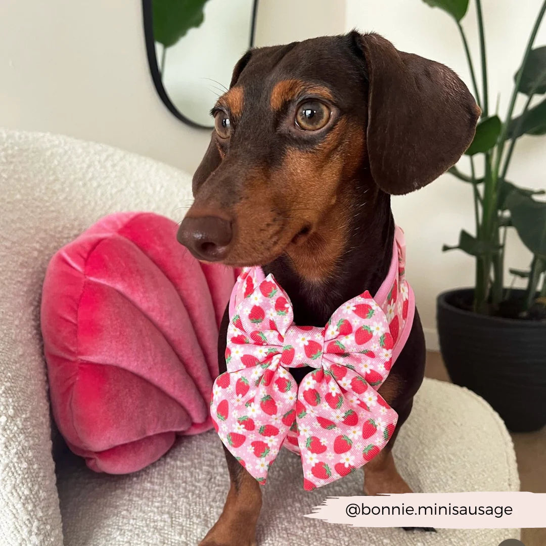 Cocopup London – Sailor Bow Tie – Pupberry Fields